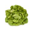 Boston Lettuce